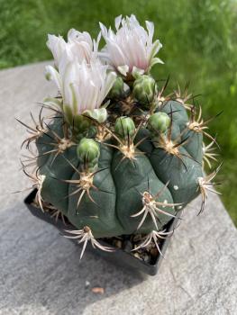Gymnocalycium pflanzii